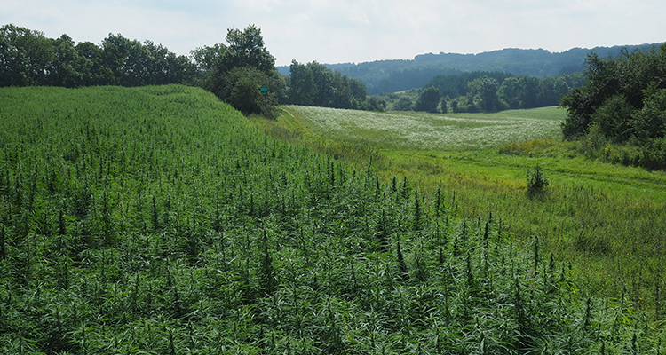 Nutzhanf in der Landwirtschaft