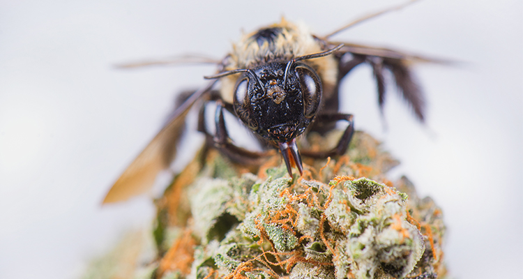 Bienensterben. Können Hanfbauern helfen?