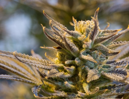 Nutzhanf ist in aller Munde – das solltest du über die aktuelle Diskussion wissen